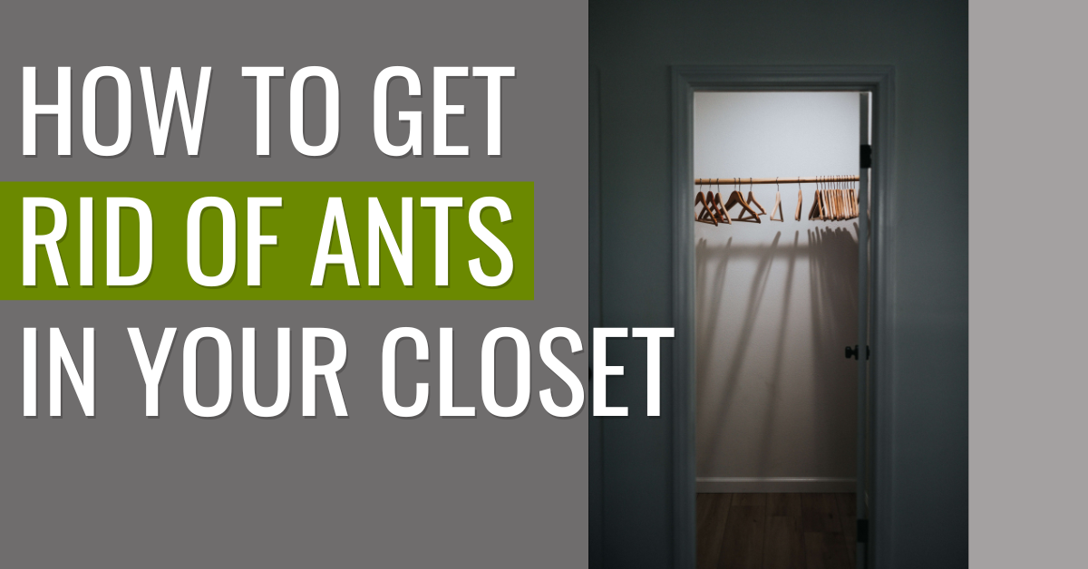 How to Get Rid of Ants in Closet