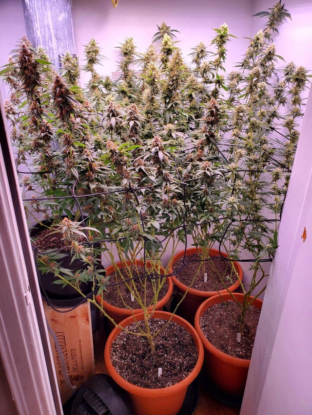 How to Grow Pot in a Closet