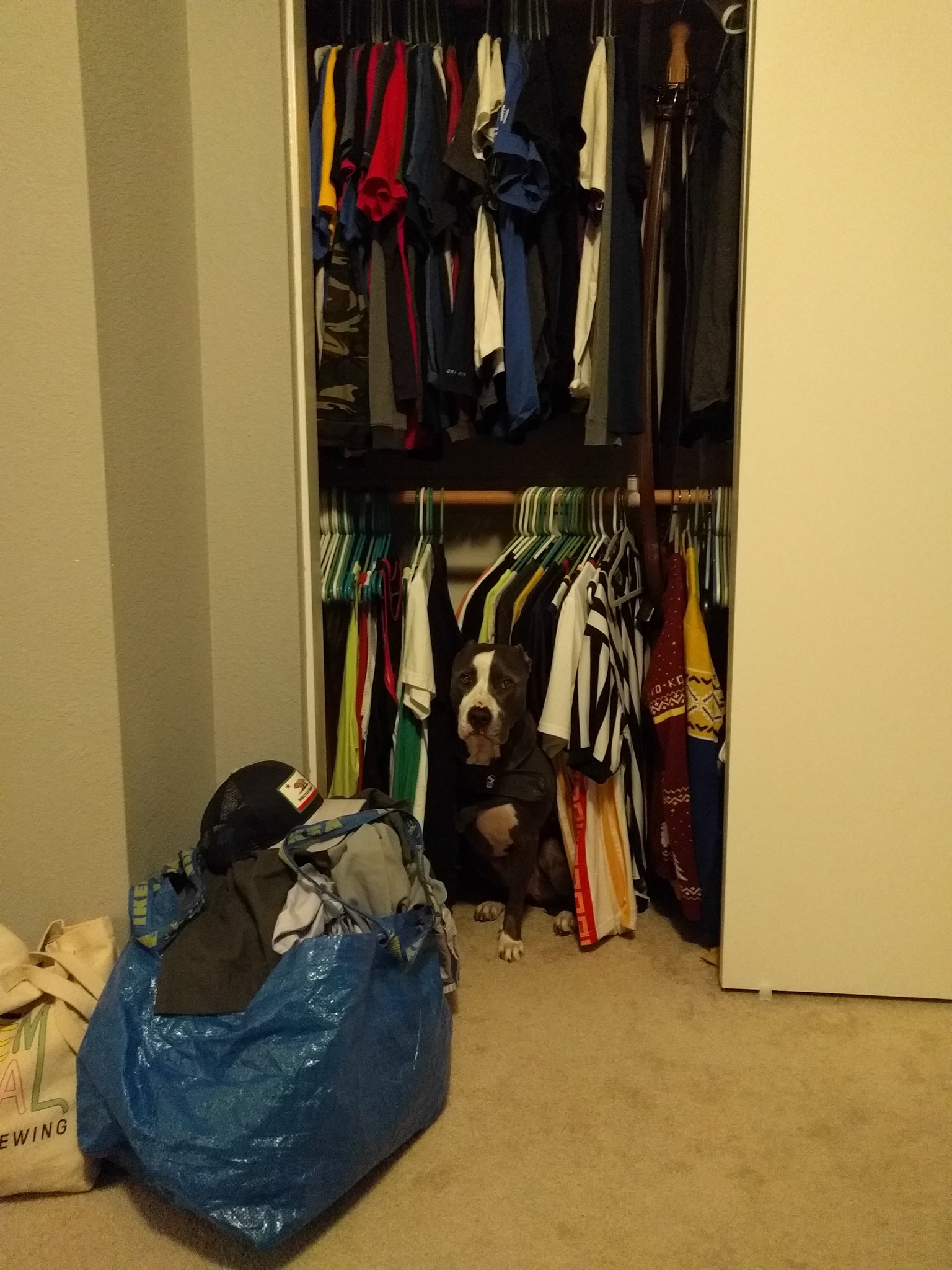 Why is My Dog Hiding in the Closet